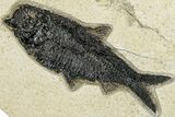 Plate of Two Fossil Fish (Diplomystus & Knightia) - Wyoming #292408-2